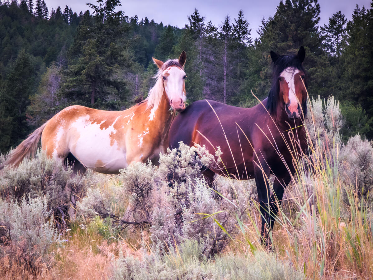 HORSE HORSE